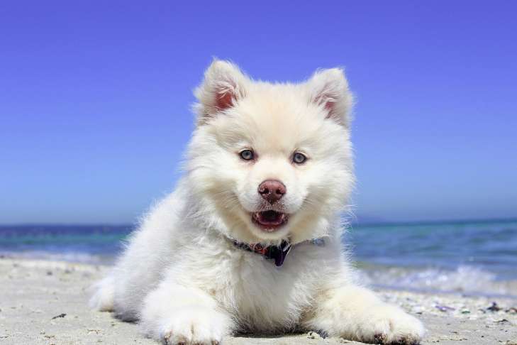 Good to Know: How to Train Puppies animal