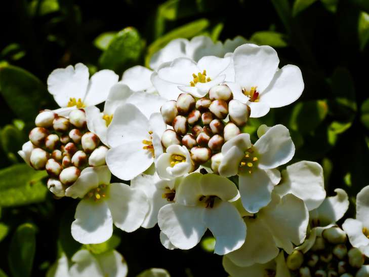Iberis: Growing and Care flower