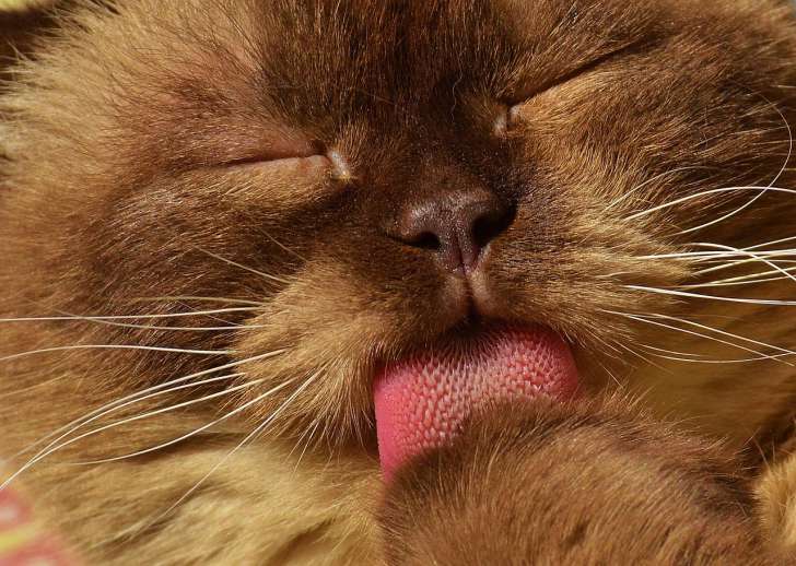 Interesting Facts: How and Why Cats Wash animal