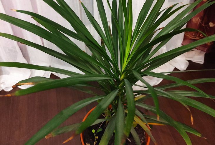 Зачем цветоводы добавляют лимонную кислоту в воду для полива комнатных растений: что это дает растение