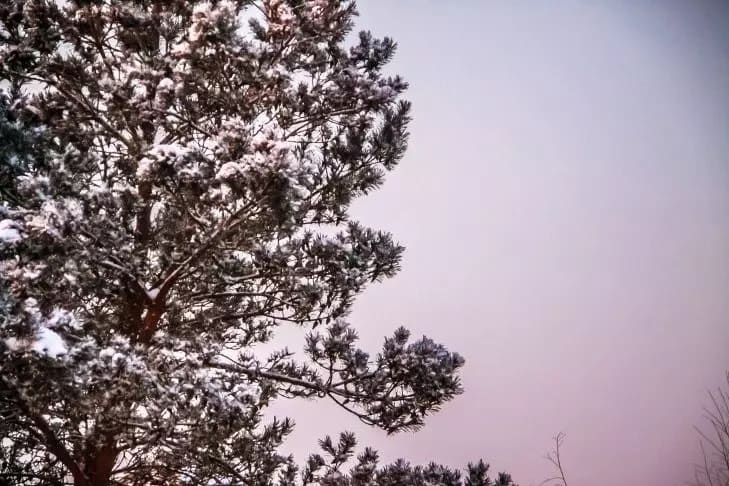 Деревья, природа