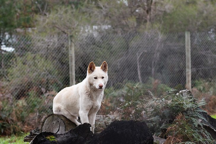 Dingoes are almost humans in Australia: A new study dingo