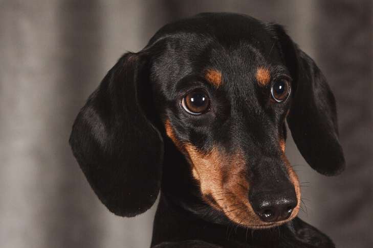 Dachshund: Breed Features animal