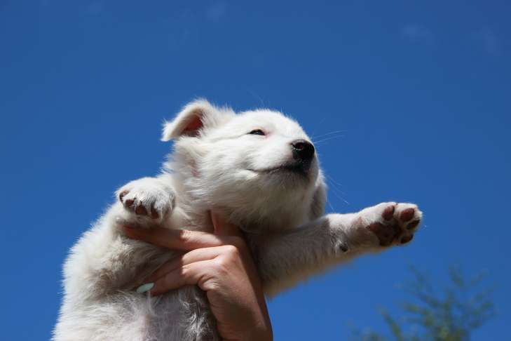 Important to Know: How to Feed a Puppy animal