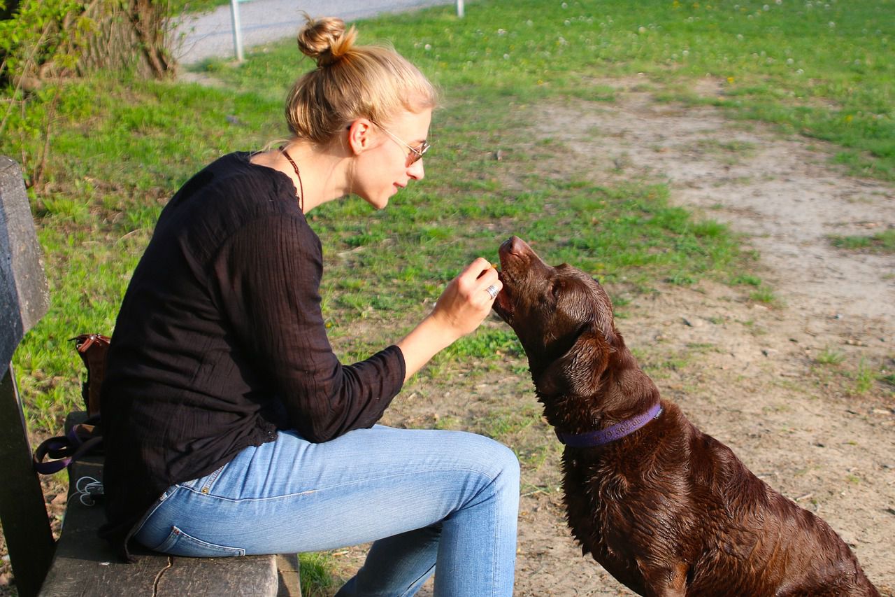 Dogs can help you make friends: Pets are amazing dog owner