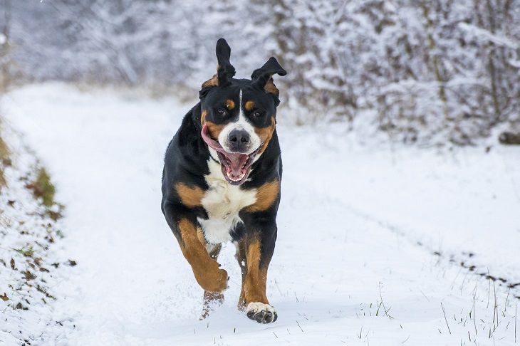 Nutritious diet for a large breed: Keep your pets healthy dog