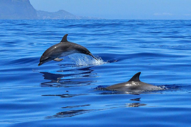 How dolphins communicate underwater: Nature is amazing dolphins
