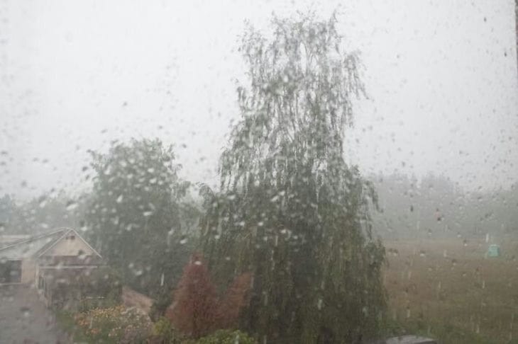 Природа, деревья