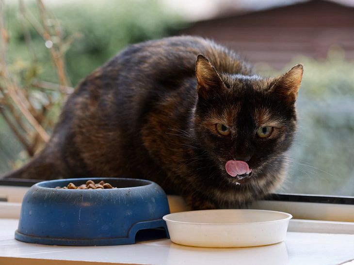 Changing cat's diet when it sheds: Pet owner's tips cat eating