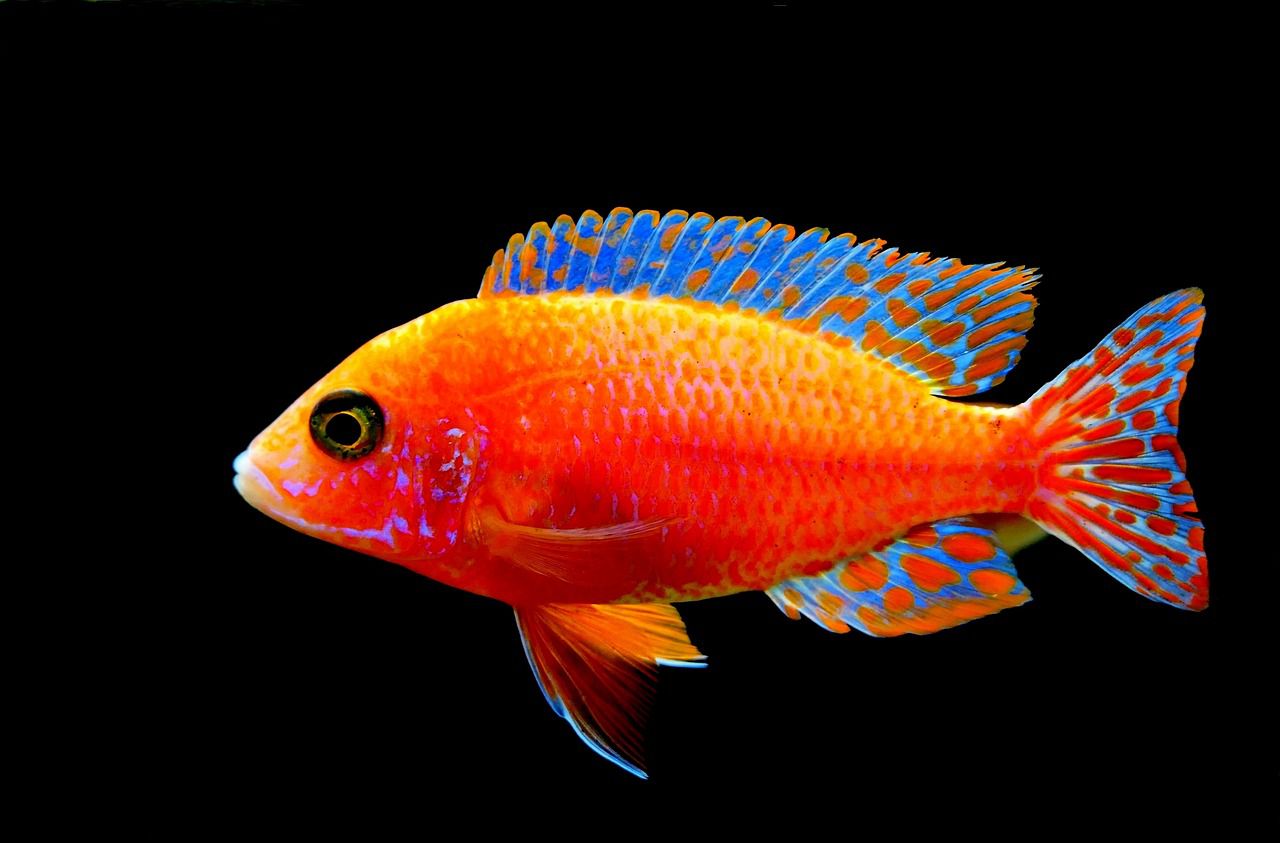 Why aquarium fish jump off: Pet owner's tips fish