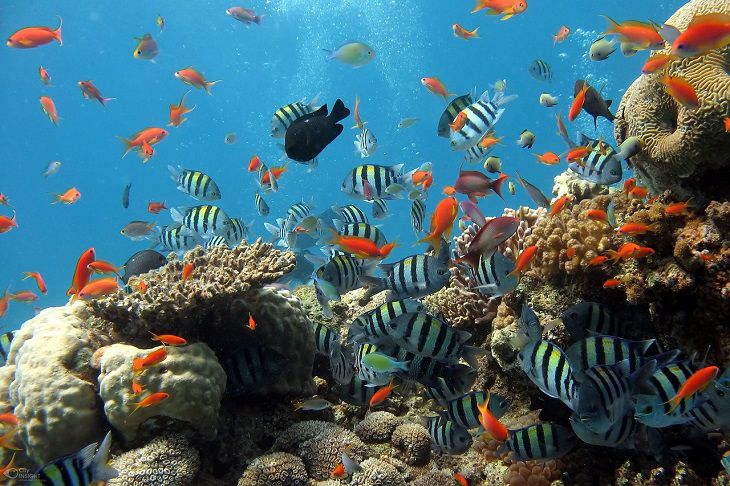 Making ecological fish tank: Make your fish happy fish