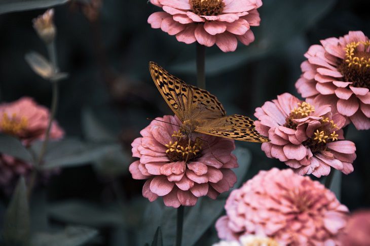 Adding some shade: Gardening tips flowers