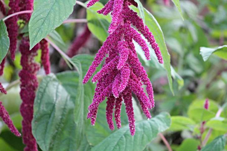 Gardening Secrets: How to Grow Amaranth plant
