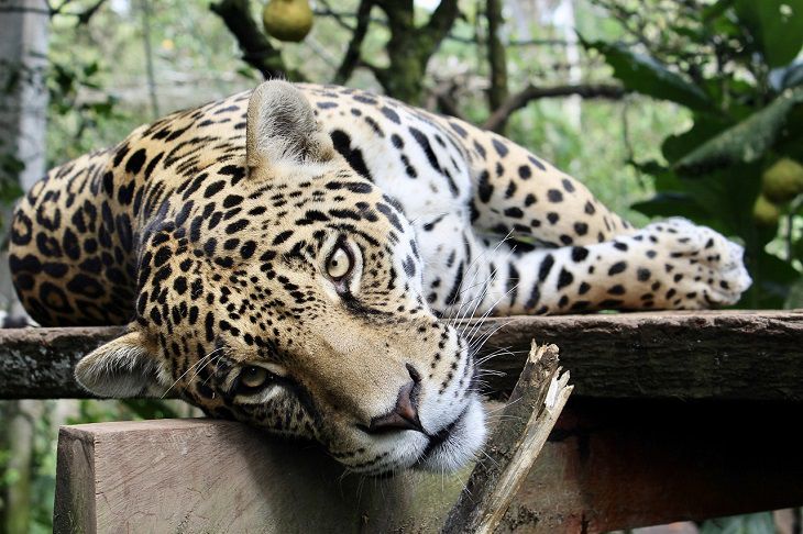 Flagshipping animals for conservation efforts: A new study jaguar