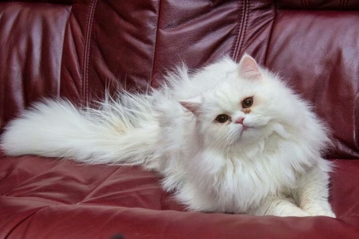 Чем лучше расчесывать кошку: зависит от шерсти Кот