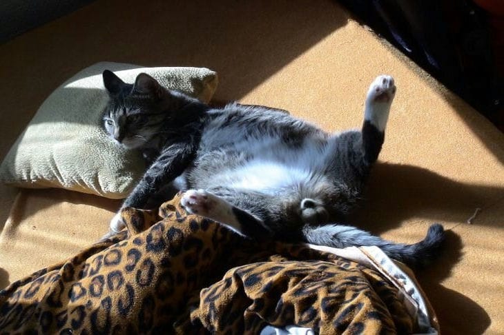 Зачем собакам и кошкам влажные салфетки: нужны не меньше лотка и миски Кот