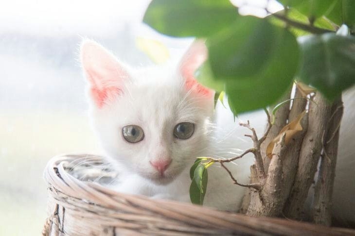 Что делать, если кошка грызет комнатные цветы: простое решение проблемы:  новости, коты, кошки, цветы, растения, опасность, животные, питомцы,  домашние животные