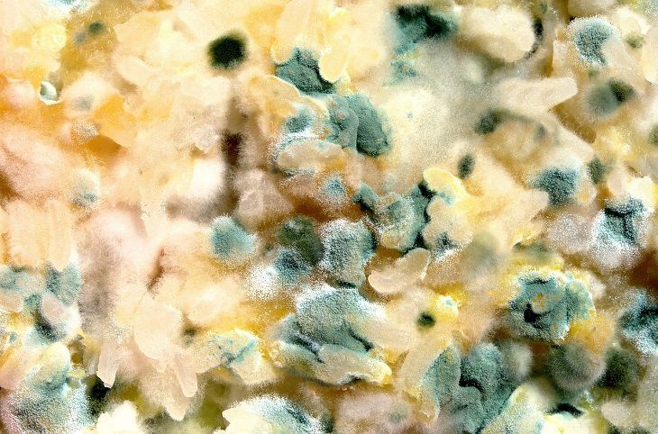 Getting rid of mold in cups: Housekeeping tips moldy