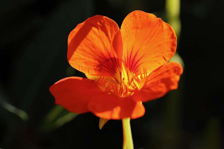 Nasturtium: Growing and Care flower