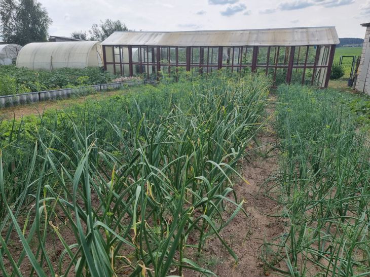 Эти культуры можно выращивать два сезона подряд: они не сильно обедняют грунт Огород