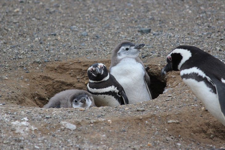 penguins