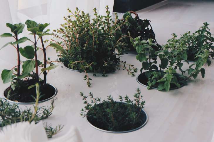 Indoor Mint: Secrets of Growing table