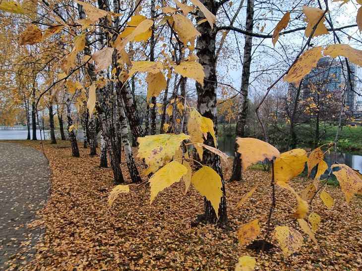 Такая погода многим не понравится: Дмитрий Рябов дал прогноз на неделю с 13 по 19 ноября парк