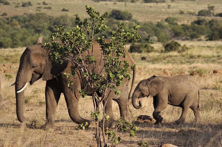 Reserves are better than zoos: Animals deserve happiness reserve