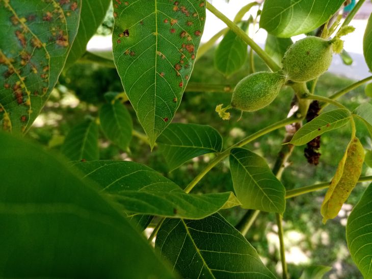 О чем совсем не задумываются дачники, а потом уже бывает поздно: 3 проблемы, которые бывают при посадке грецкого ореха грецкий орех