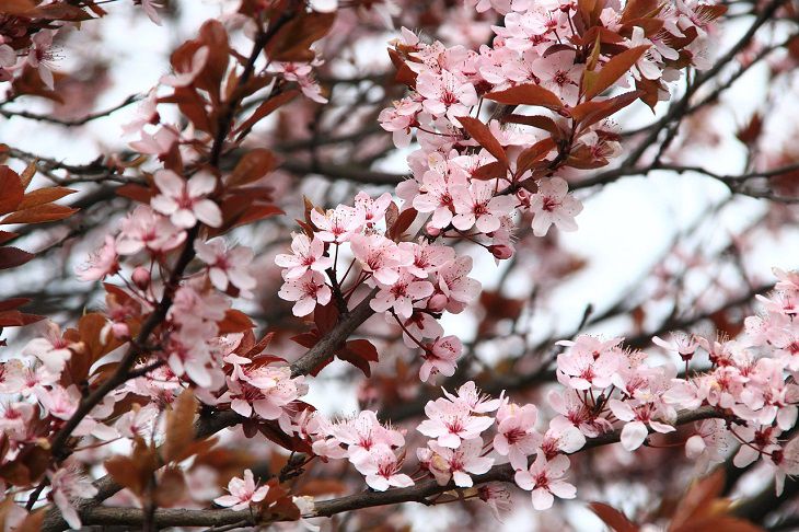 sakura