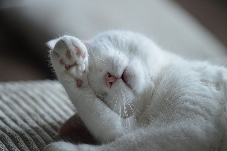 Dreaming pets: Learn more about your pets sleep