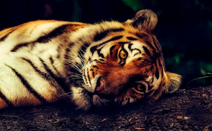 Tigers need their claws: A new study tiger