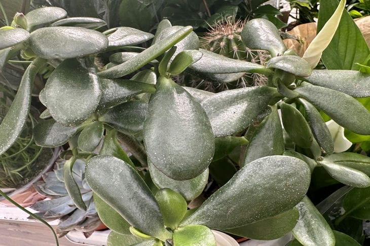 Какие растения привлекают богатство в дом: притягиваем деньги Растения