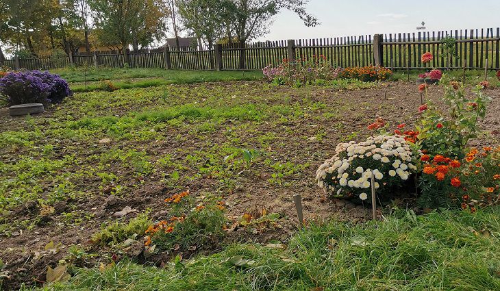 Стоит ли бездействовать при обнаружении признаков болезней на растениях осенью: опытные садоводы строго против участок
