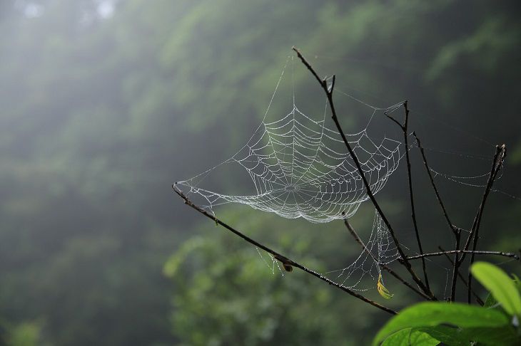 web