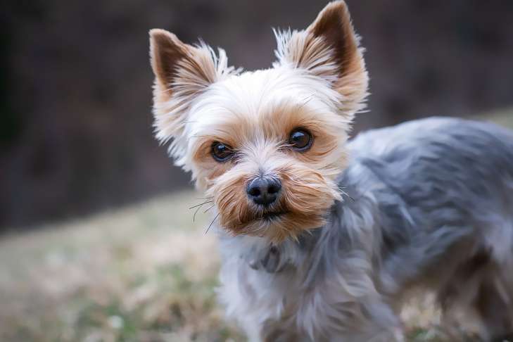 Interesting Facts: How to Understand a Dog's Emotions dog