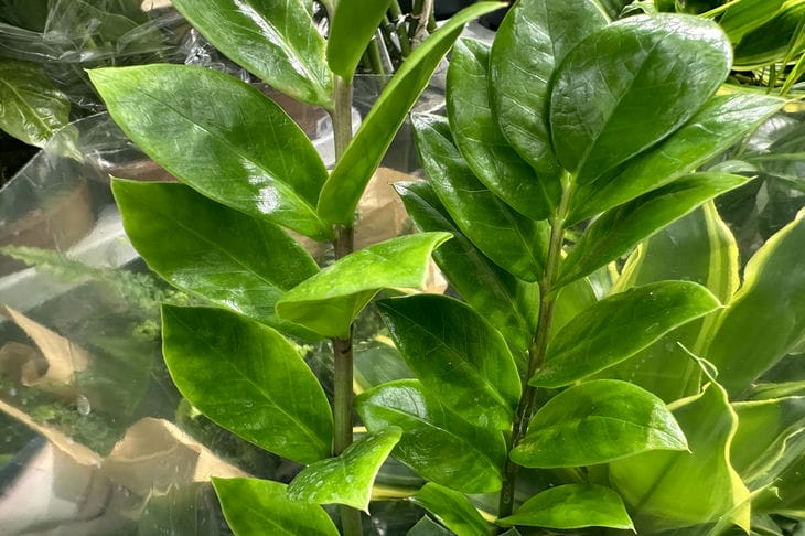 Нужно ли подкармливать замиокулькас: один совет — и будет расти как на дрожжах Замиокулькас