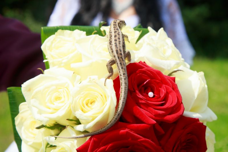 Цветы Ящерица