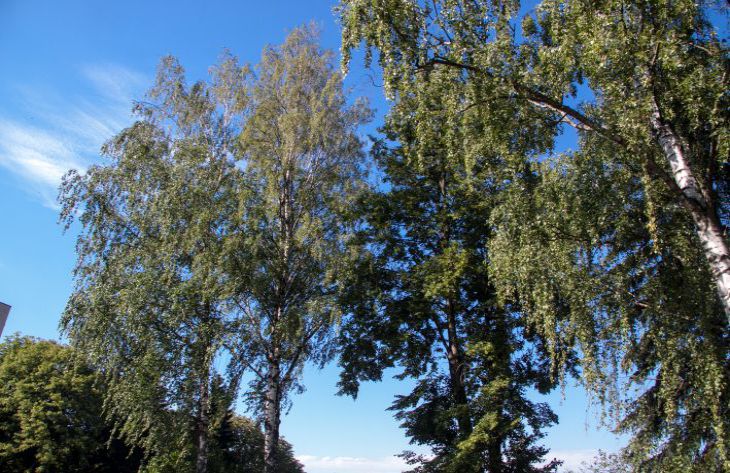 Как правильно собрать листья в лесу для дачи: не все об этом знают листья