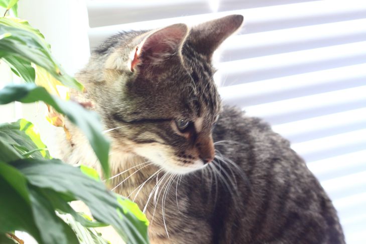 Какой лоток точно понравится кошке: советы ветеринара Кошка