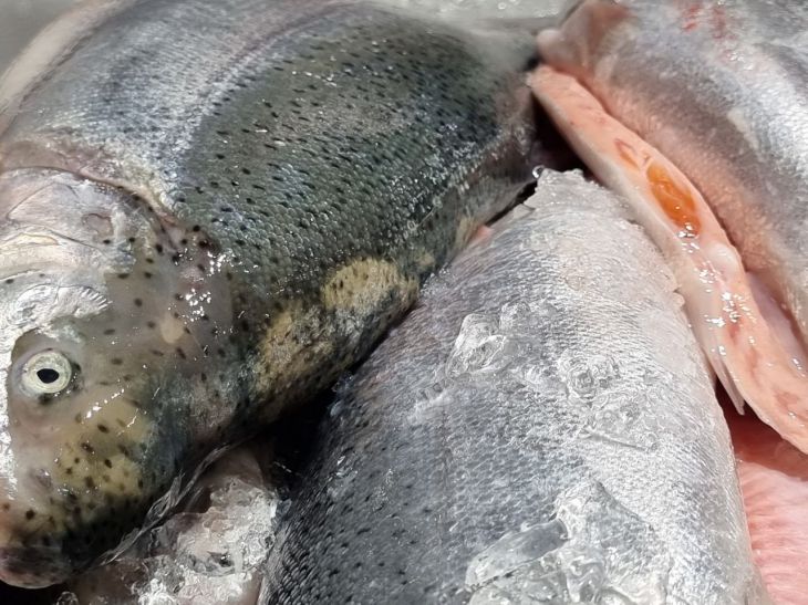 Что приготовить из селедки: классический рецепт холодной закуски Рыба