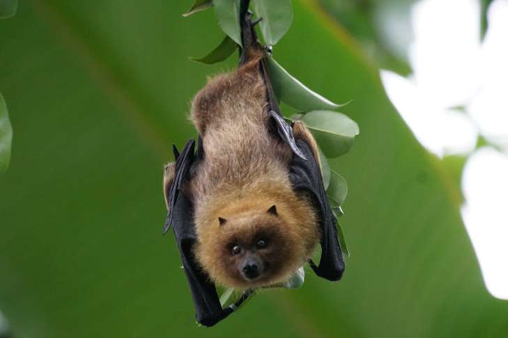 Flying Dogs: Interesting Facts animal