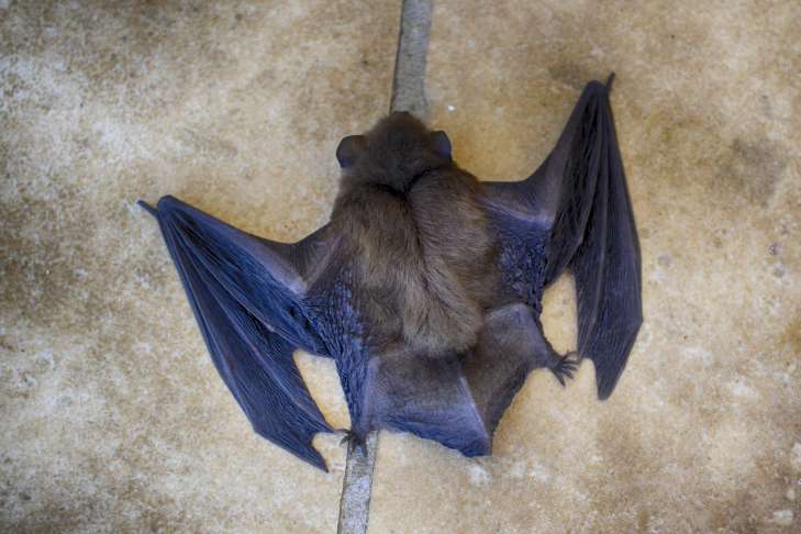 Bats: Interesting Facts – You Didn't Know About It animal