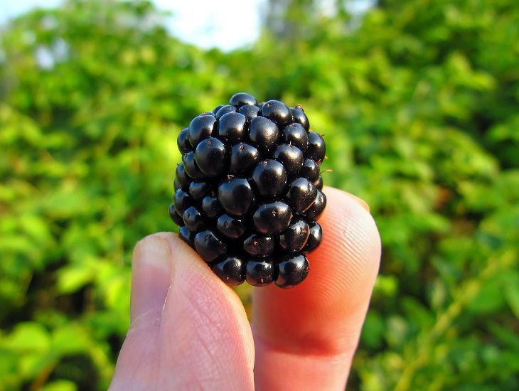 blackberry