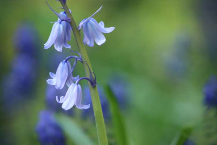 Bluebells: Secrets of Growing flowers