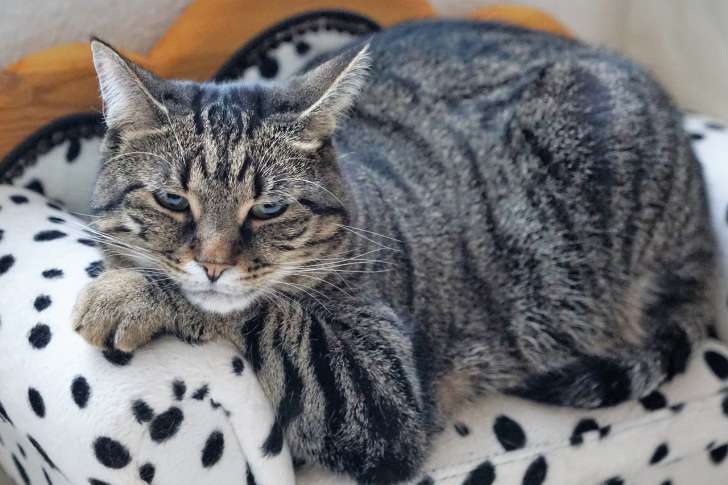 Important to Know: Everything about Cat Health animal