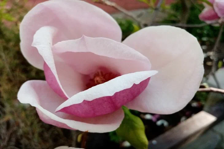 Как не нужно поливать комнатные цветы: эти ошибки встречаются и у профессионалов Цветок