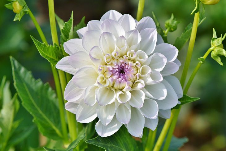 Growing Healthy Dahlias: Gardening Tips dahlia