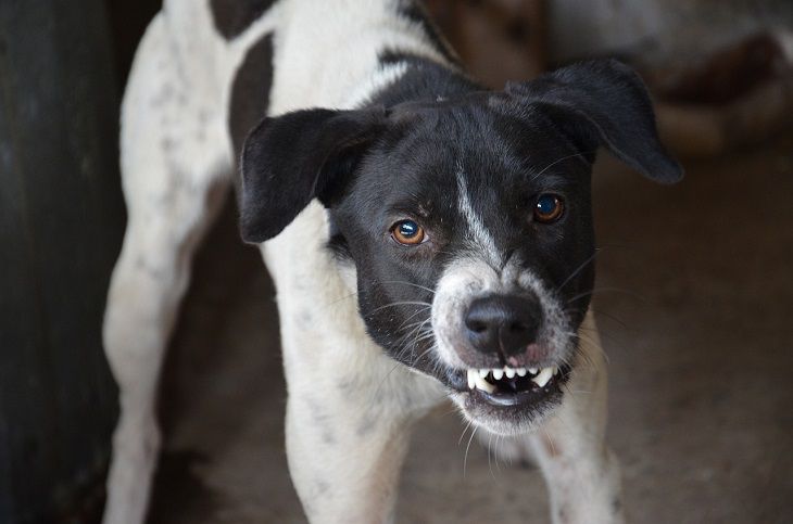 When your dog attacks other dogs: Pet owner's tips dog