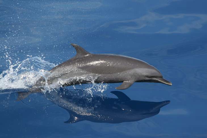 Interesting Facts: How Animals Communicate With Each Other animals
